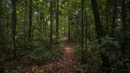 Amazon rainforest in Madre de Dios, near the Tambopata National Reserve, a lush forest full of trees and a path surrounded by biodiversity in the south of Peru