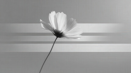 create ultraminimalist photograph featuring single flower against clean monochromatic background