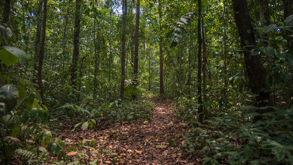 Obraz premium Amazon rainforest in Madre de Dios, near the Tambopata National Reserve, a lush forest full of trees and a path surrounded by biodiversity in the south of Peru