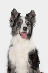 Long-haired merle Border Collie dog with blue eyes, studio portrait on white background, sitting, mouth open, smiling, looking at camera