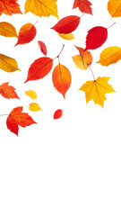 Red and yellow autumn tree leaves in the air cut out, isolated foliage design element for seasonal template, maple oak and aspen leaves flying in fall breeze, colorful vibrant orange transparent