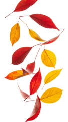 Red and yellow autumn tree leaves in the air cut out, isolated fall foliage collection, maple oak aspen leaves flying in breeze, colorful seasonal design element template, vibrant orange background