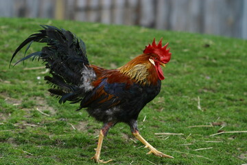 a proud rooster