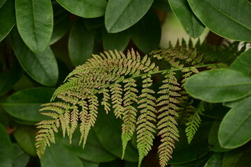 Close up photos of fern, Vancouver Island, BC, Canada