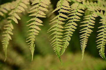 Close up photos of fern, Vancouver Island, BC, Canada