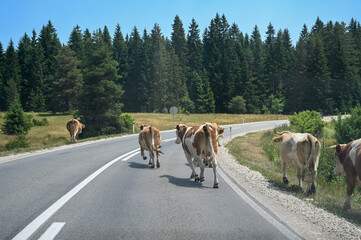 A group of cows is walking along the road. Danger - cows on the road. A herd of cows endangers traffic. Danger on the road. 