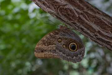 Close-up of a brown butterfly with eye-like patterns on its wings, perched on a treein a tropical environment