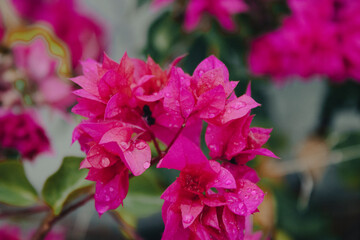 Bright and Colorful Scenery Stunning Visual Art