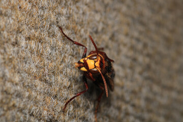 vespa crabro hornet macro photo	