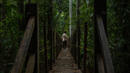 Obraz premium Wooden bridges over the rainy Amazon forests near the Tambopata National Reserve, wooden bridges over wetlands and flooded forests