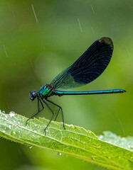 Vibrant dragonfly on a leaf in rain