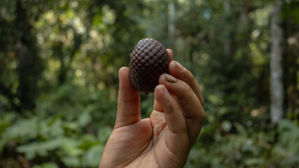 A hand holding aguaje or buriti, the fruit of the palm tree Mauritia flexuosa, an important Amazonian palm and superfruit used in different food and beauty products
