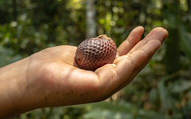 A hand holding aguaje or buriti, the fruit of the palm tree Mauritia flexuosa, an important Amazonian palm and superfruit used in different food and beauty products