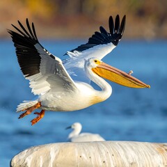 Majestic white bird in flight over water (2)