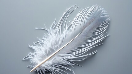 Obraz premium A white feather with delicate barbs on a pale gray background