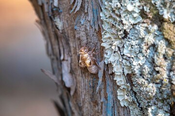 Typical abandoned cicada shell on tree trunk, concept of new life or breaking free