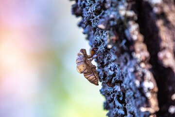 Typical abandoned cicada shell on tree trunk, concept of new life or breaking free
