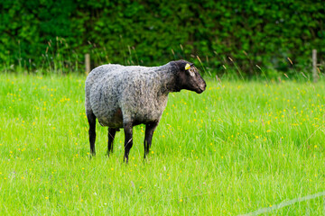 Black headed sheep with yellow ear tag on lush green pasture