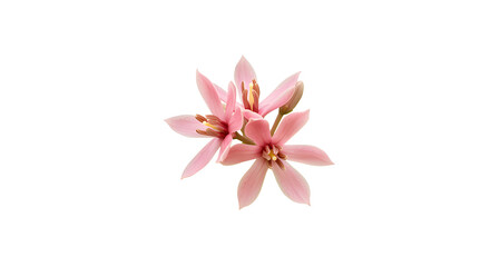 Cacao flower with tiny pink petals, isolated on white background, rare and unexpected tropical floral subject.