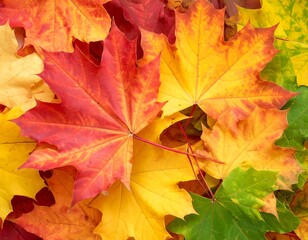 Fototapeta premium Vibrant autumn leaves (3)