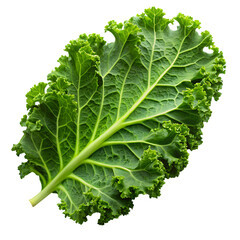 Single Curly Kale Leaf with Green Veins and Textured Surface graphic design cutout PNG isolated on a transparent background