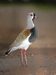 vanellus chilensis Standing in Profile
