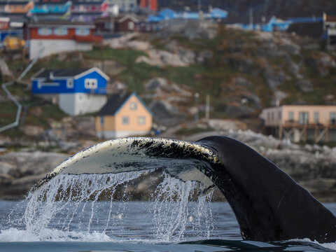 Humpback whale tail diving into water with colorful houses on a rocky hillside in the background