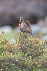 Leistes Loyca on a bush, displaying vibrant red plumage