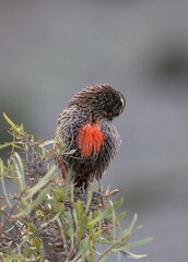 leistes loyca sparrow perched on a bush
