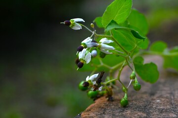 Solanum lyratum flowers and berries. Solanaceae vine. Poisonous plant. White, recurved flowers bloom in summer and spherical berries ripen to red in autumn.
