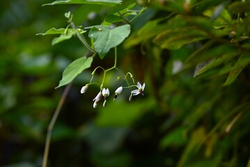 Solanum lyratum flowers and berries. Solanaceae vine. Poisonous plant. White, recurved flowers bloom in summer and spherical berries ripen to red in autumn.

