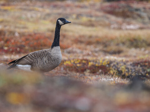 Canadian Goose (Branta canadensis) Foraging in the Arctic Tundra in Autumn
