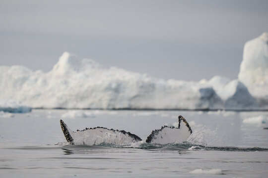 Humpback whale tail rises from cold Arctic ocean with melting ice and icebergs in the background