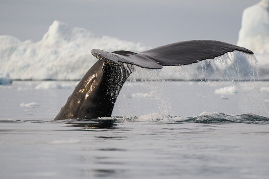 Humpback whale tail rises from cold Arctic ocean with melting ice and icebergs in the background