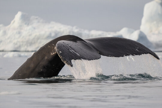 Humpback whale tail rises from cold Arctic ocean with melting ice and icebergs in the background