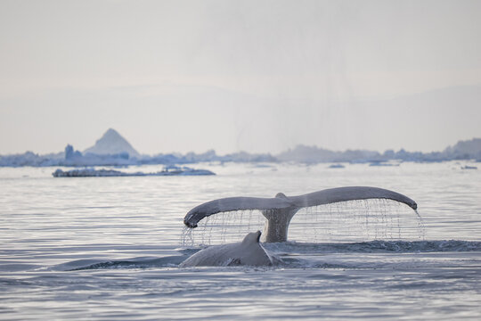 Humpback whale tail rises from cold Arctic ocean with melting ice and icebergs in the background