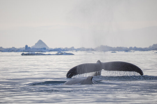 Humpback whale tail rises from cold Arctic ocean with melting ice and icebergs in the background