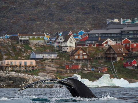 Humpback whale tail diving into water with colorful houses on a rocky hillside in the background