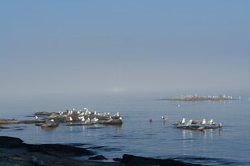 A serene and atmospheric series capturing the mystique of Victoria, British Columbia's marine landscape shrouded in thick coastal fog.