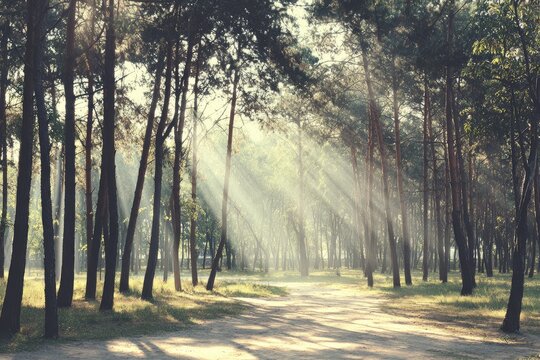 Sunlight streams through a misty forest path - Powered by Adobe
