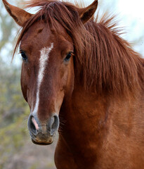 Portrait of a Wild Horse 