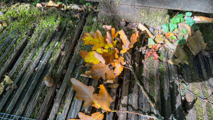 A rustic autumn still life with golden oak leaves fallen on a mossy, decaying wooden surface
