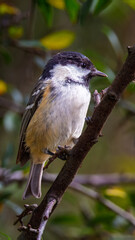Coal Tits, Perched at Hauxley Nature Reserve, August 2025