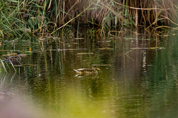 duck on the water