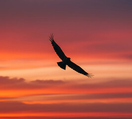 Naklejka premium Symbol of Power and Freedom: Silhouette of a Majestic Eagle Soaring with Wings Spread Wide Against a Dramatic Red Sunset Sky, AI Generated.