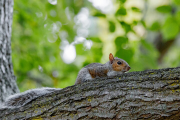 squirrel on a tree in the park 