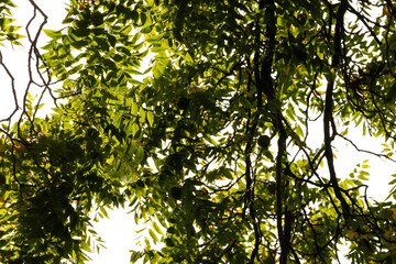 green leaves with sun shining through 