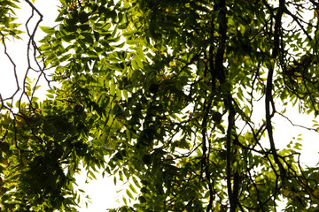 sun shining through canopy of green leaves on tree branches