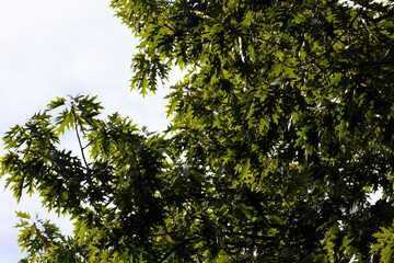 green oak leaves against the sky