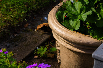 green leaves growing in tan plant pot